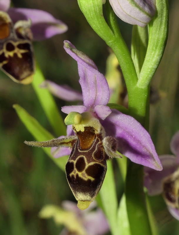 Ophrys tardive e altre orchidee in Epiro - Grecia settentrionale  22_30 maggio 2024.